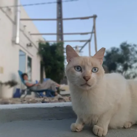 Casa Do Gato Preto *